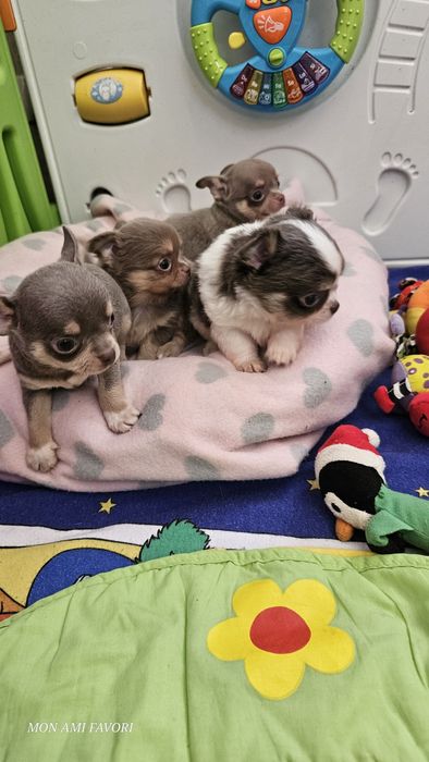 Лилові шедеврики!КСУ