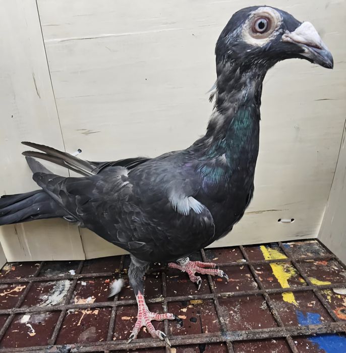 Gołębie listonosz polski