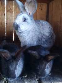 Кролики Полтавское серебро.