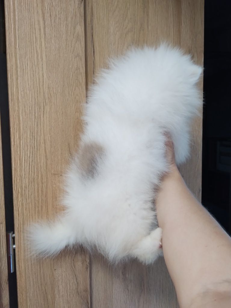 Szpic miniaturowy pomeranian jedyny taki