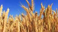 Продам пшеницю та ячмінь на корм