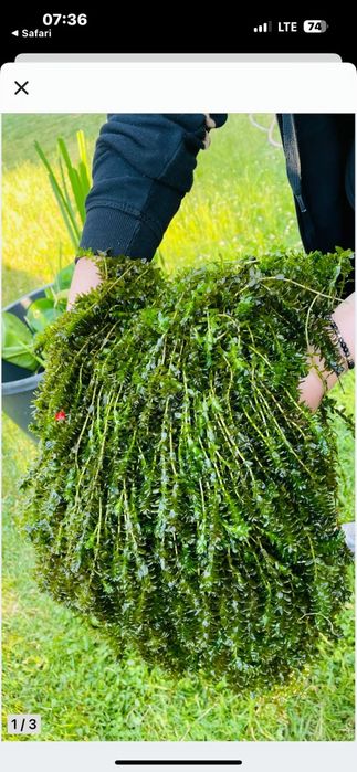 Piękne sadzonki Moczarki kanadyjskiej   1 zlszt