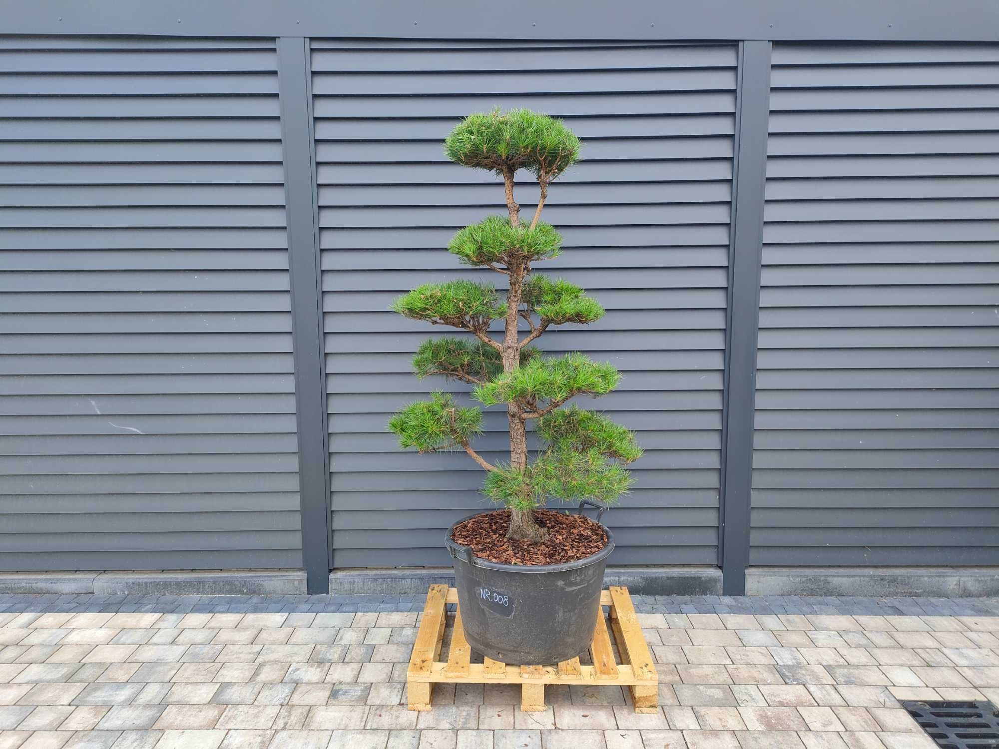 Sosna formowana NR8, Bonsai ogrodowe Niwaki