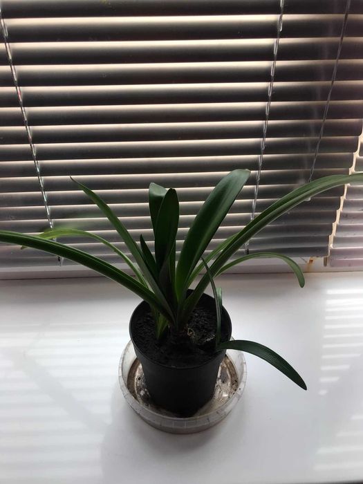 Квітка Амариліс (Гіпеаструм)