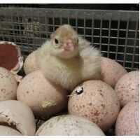 Инкубационное яйцо индюк Биг 6