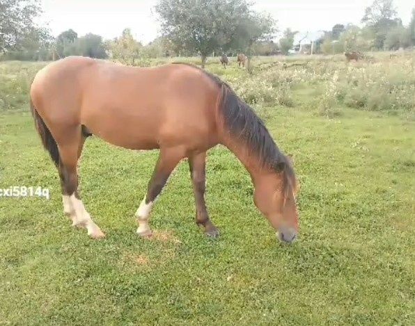 Доброго продам молодого жеребця