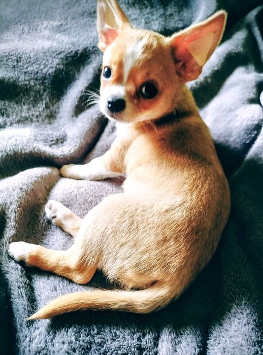 Chihuahua piesek gotowy na zmianę domu