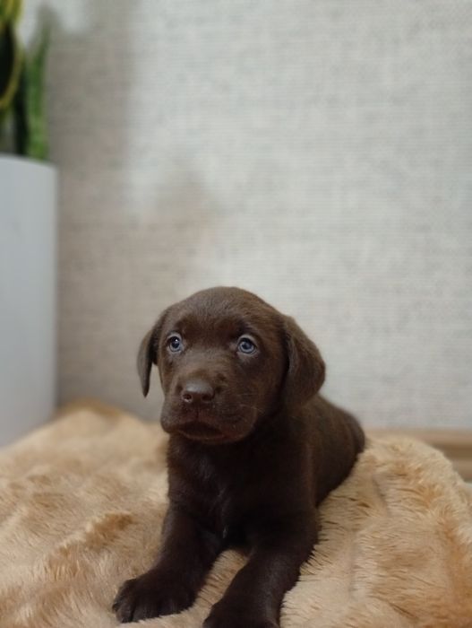 Mam na sprzedanie śliczne labladory