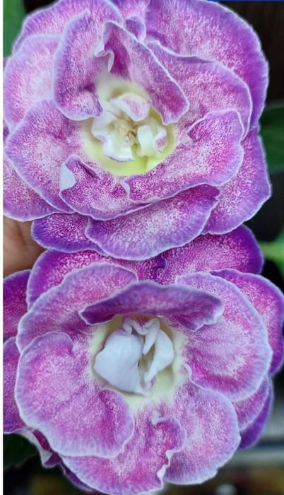 Глоксинія сіянчики