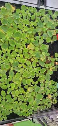 Pistia stratiotes