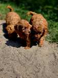 Goldendoodle piesek f1b mini