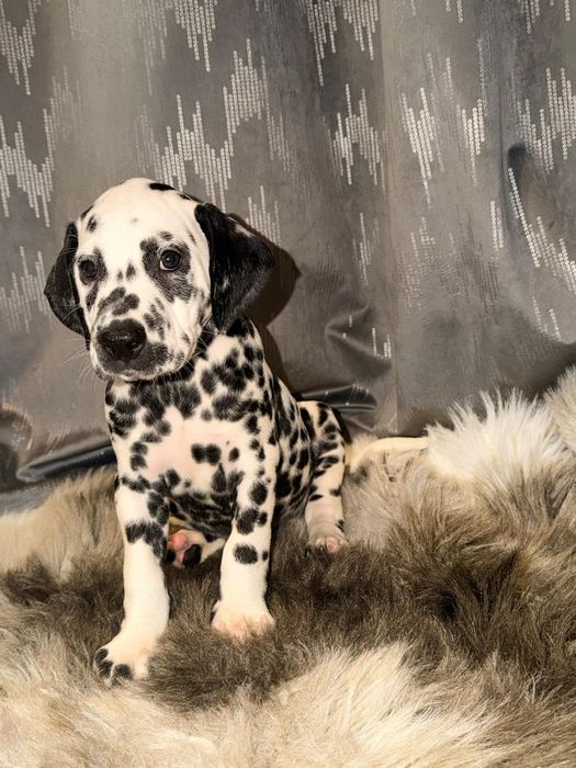 Piesek rasy dalmatyńczyk