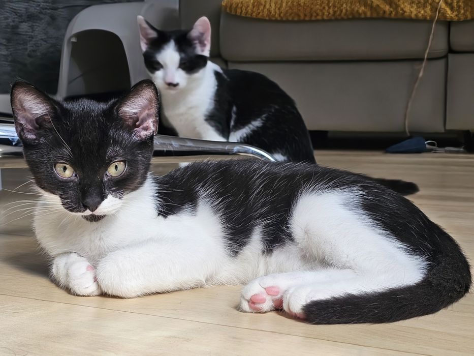Bazyli, Jaśminka i Kalinka - małe kotki do adopcji