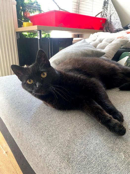 PAN TADEUSZ- szuka domu stałego