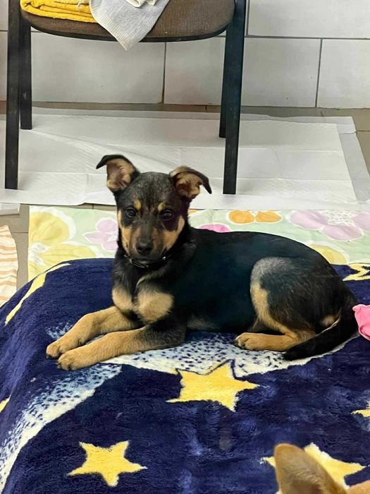 Nela ma 4 miesiące i szuka domu .