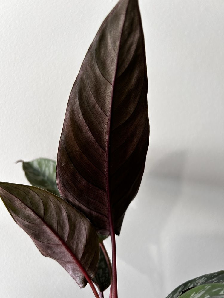 Apoballis Acuminatissima