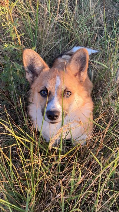 cudowny szczeniak Welsh Corgi Pembroke