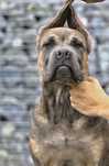 Cane Corso / ZkwP /Fci  Piękna mocna sunia