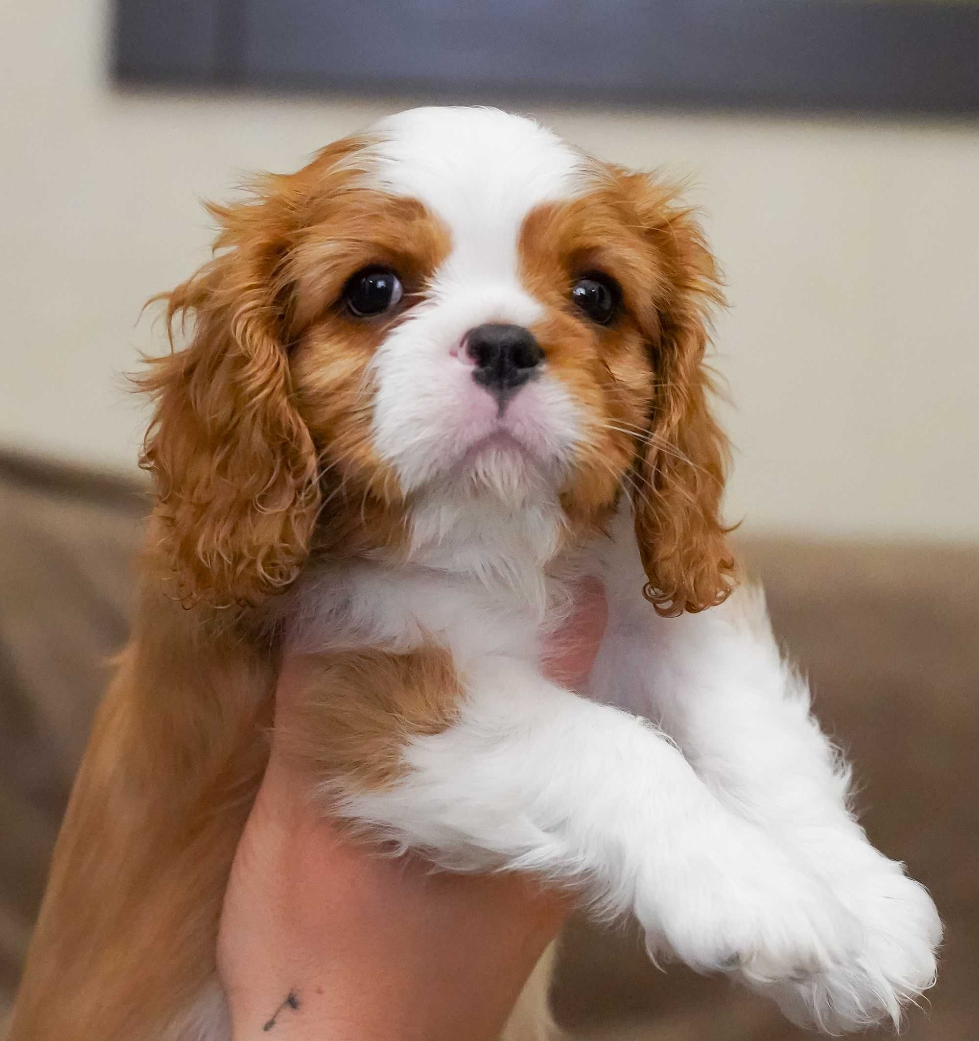 Cavalier King Charles Spaniel szczeniak