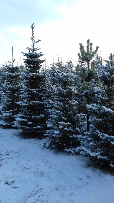 choinki świerk srebrny zielony pospolity  jodła