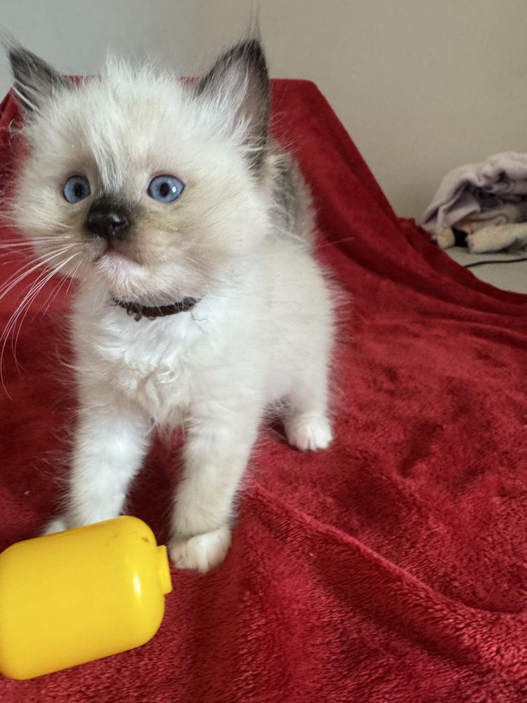 Kocurek seal mitted Ragdoll - odbiór połowa sierpnia