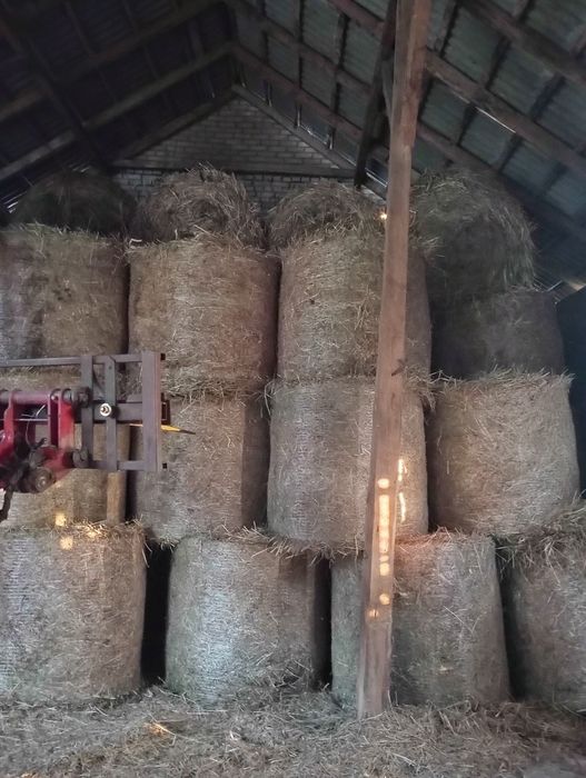 Siano łąkowe 120/130