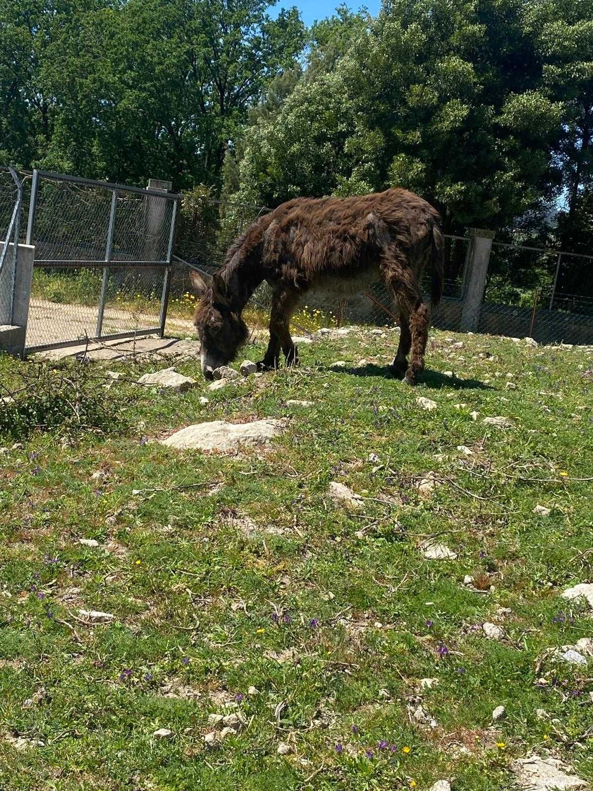 Burro Mirandês - 3 anos