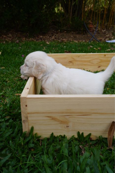 Golden Retriever