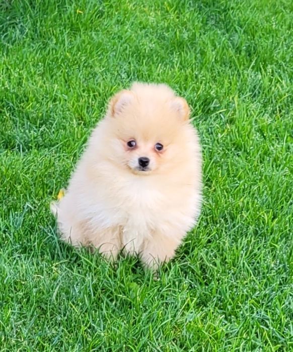 Szpic miniaturowy-dziewczynka