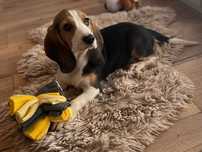 Beagle suczka gotowa do odbioru