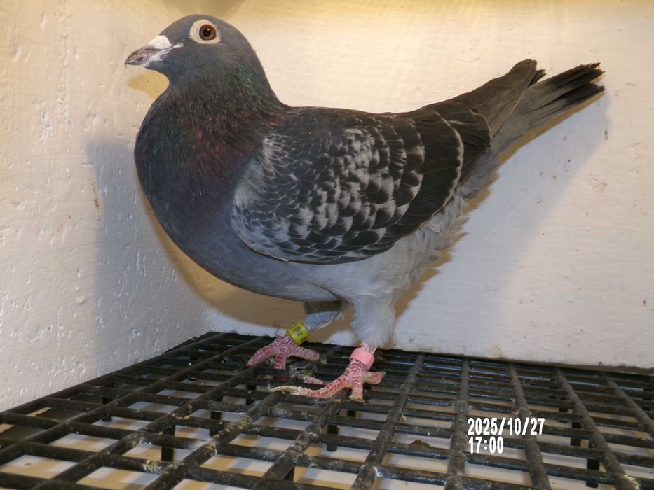 Gołębie pocztowe oryg.KOŚCIELNY Wiesław