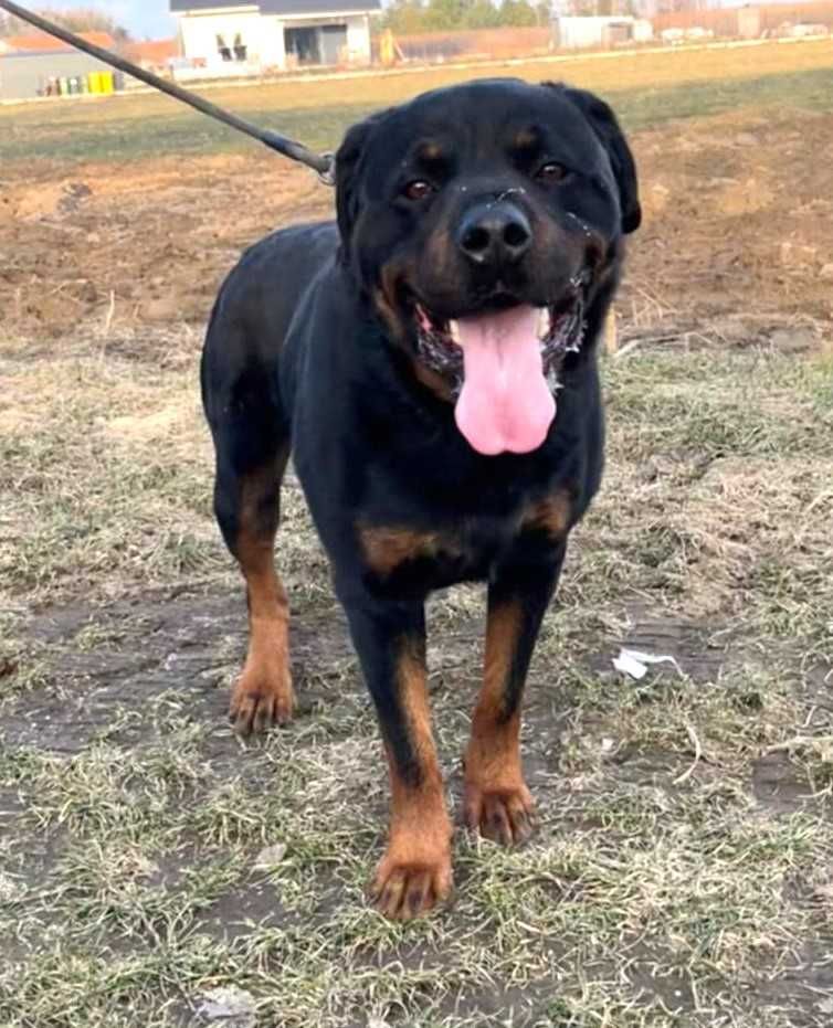 Maciek w typie rottweiler młodziak, typowy przedstawiciel swojej rasy