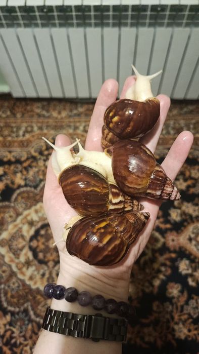 Ахатина равлик домашній улюбленець