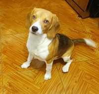 Cão beagle fêmea