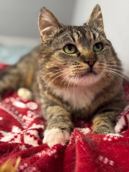 Kotka do adopcji. Westalka pragnie szczęścia