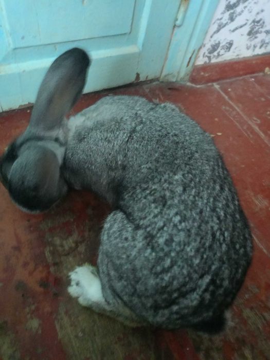 Робочий самець радянська шиншила