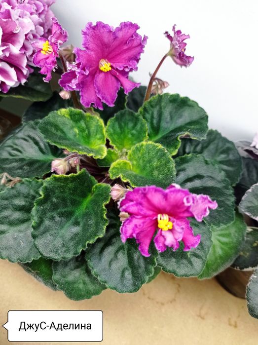 Фіалочки листочки