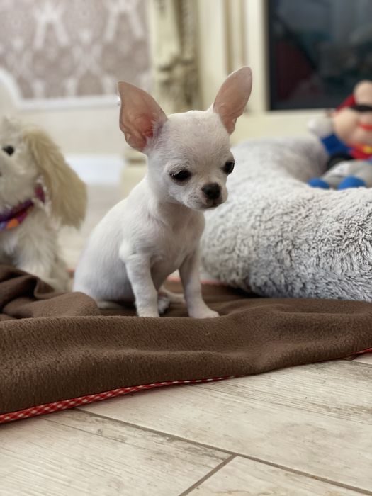 Гарненька сніжинка у продажу