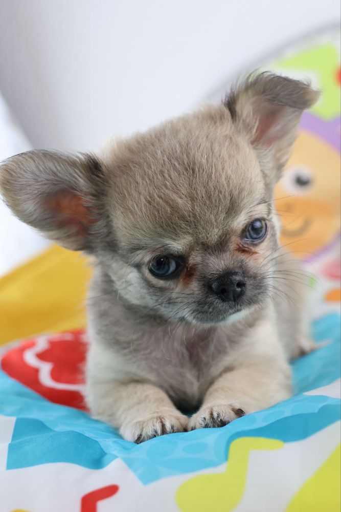 chihuahua macho pelo comprido