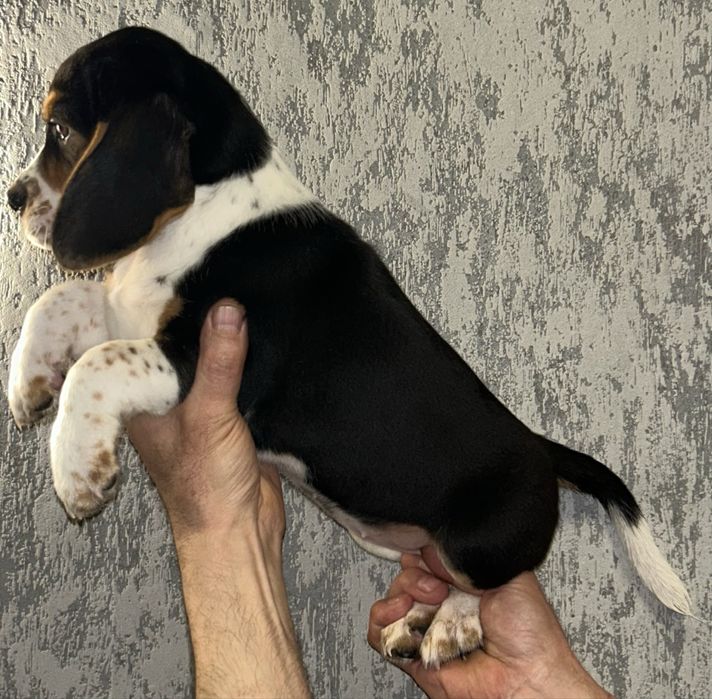 Малятка породи Бігль