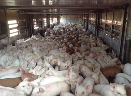 Продаж поросят PIC Дюрок DanBred