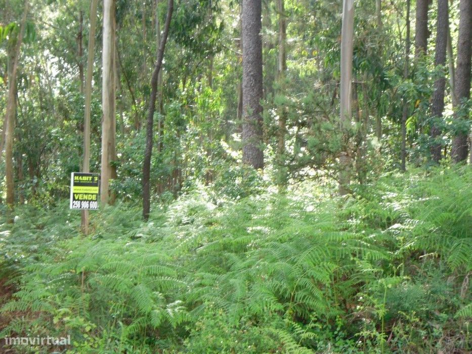 Bouça em Anais, Ponte de Lima.