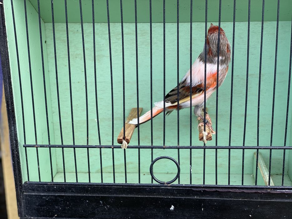 Canario Arlequin Portugues