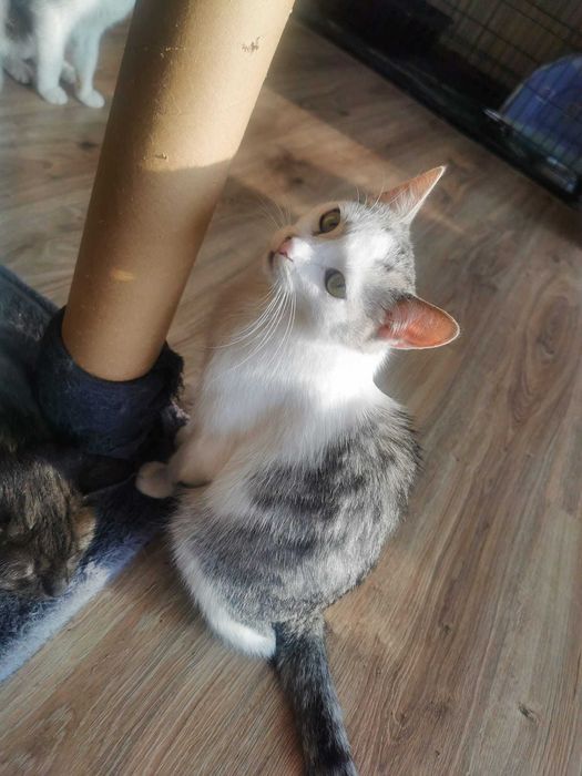 Urocza i spokojna Milka szuka kochającego domu