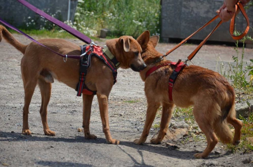 Rafi mały przerażony rudy piesek błaga o szansę ADOPCJA