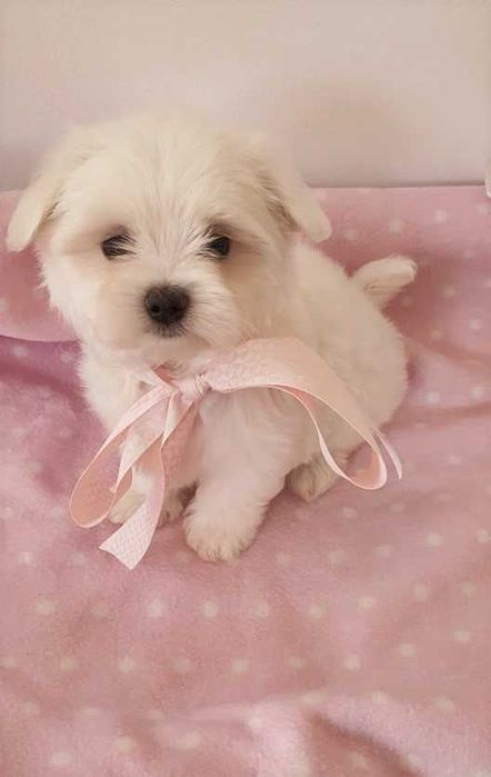 Maltańczyk Piesek, *Piękny* do odbioru.