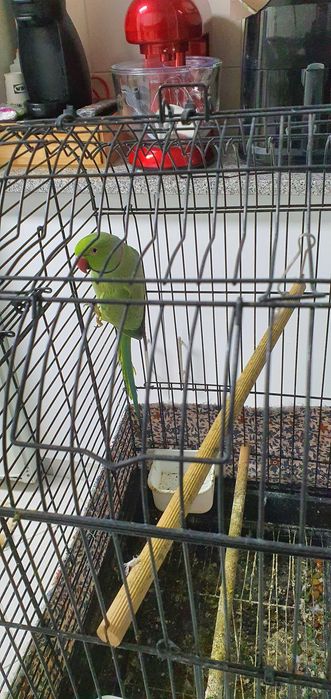 Vendo ring nek mais gaiola