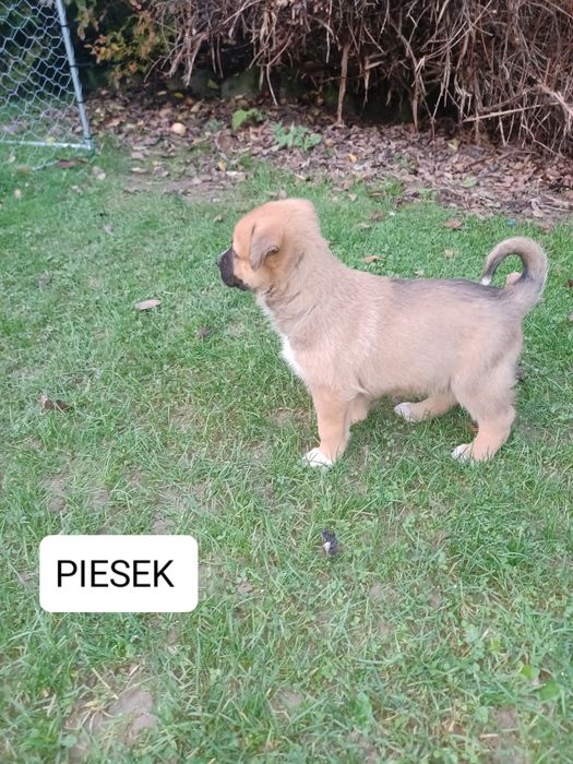 Pieski do adopcji