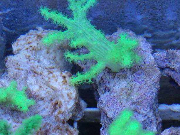 Koralowce - Zoanthusy, miękkie, itp.