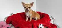Chihuahua suczka mini prawdziwy rodowód ZKwP FCI  OKAZJA !!!